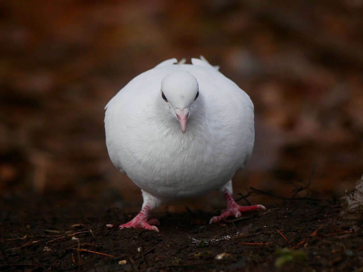 Rock Pigeon (Feral Pigeon) - ML645648350