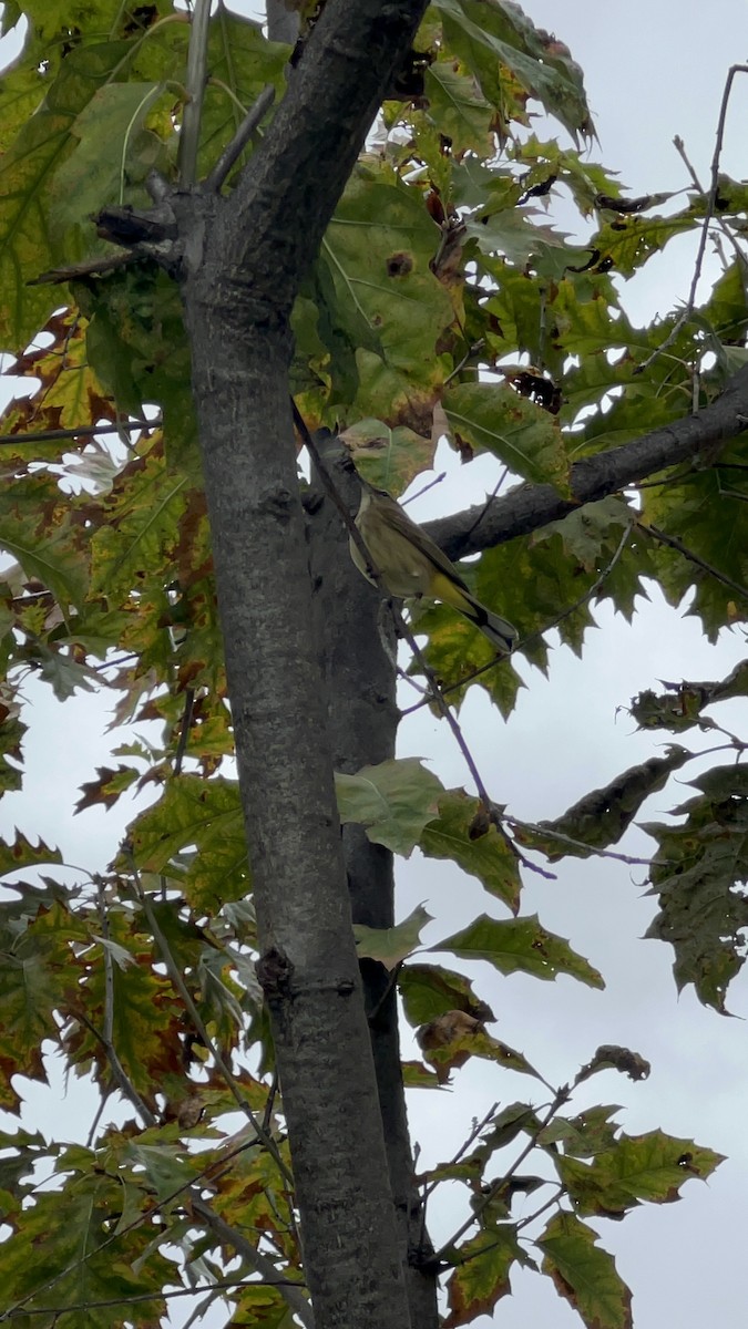 Palm Warbler - ML645648364