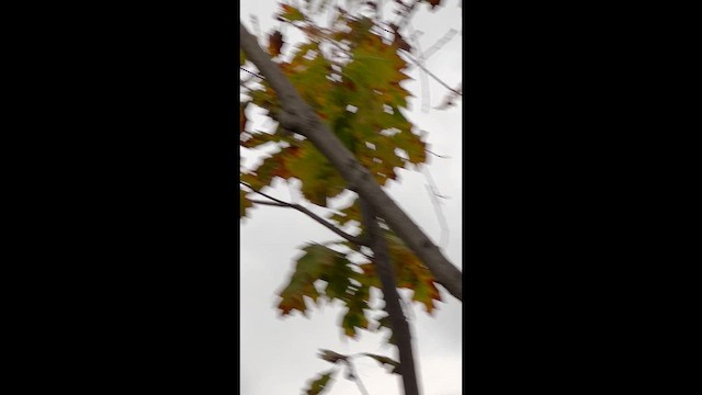 Palm Warbler - ML645648366