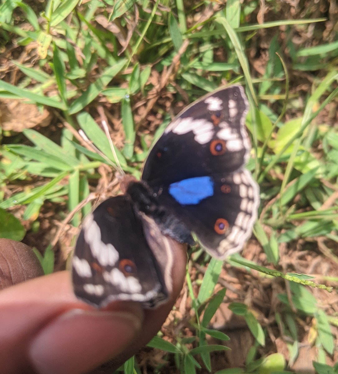 Blue-spot Pansy - ML645648369