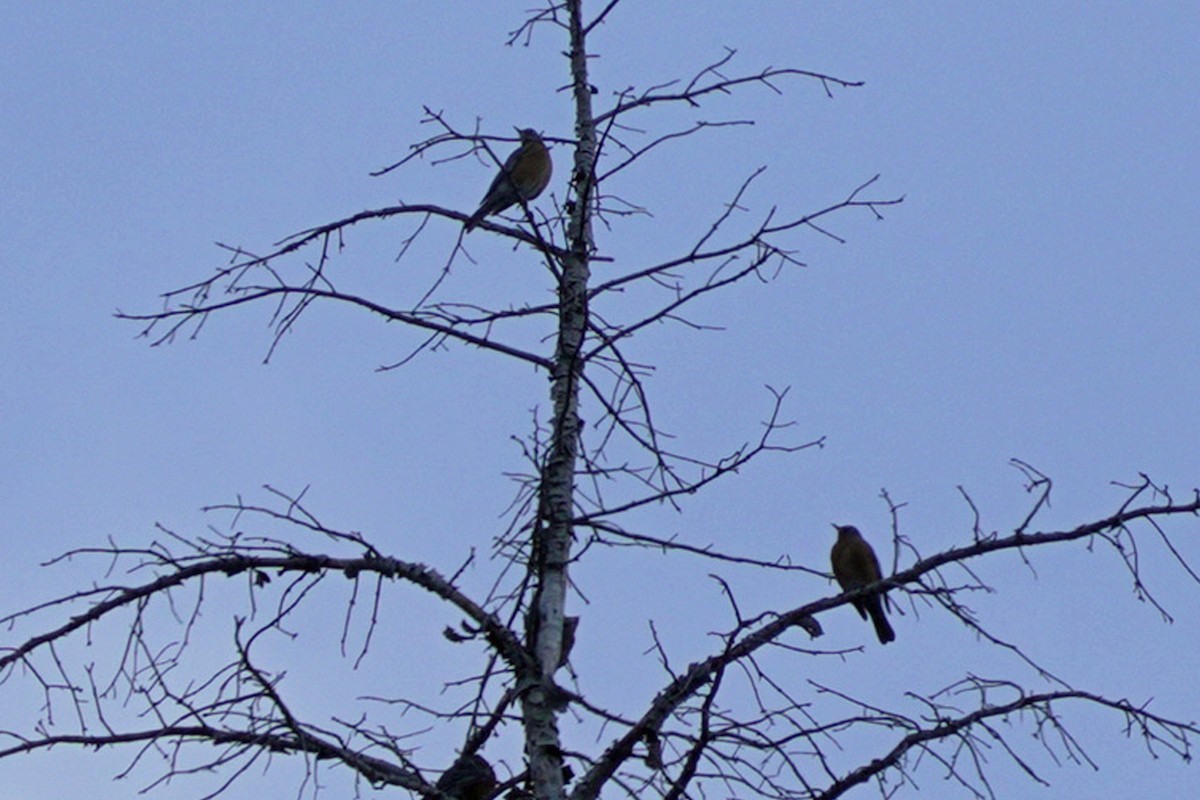 American Robin - ML645648383