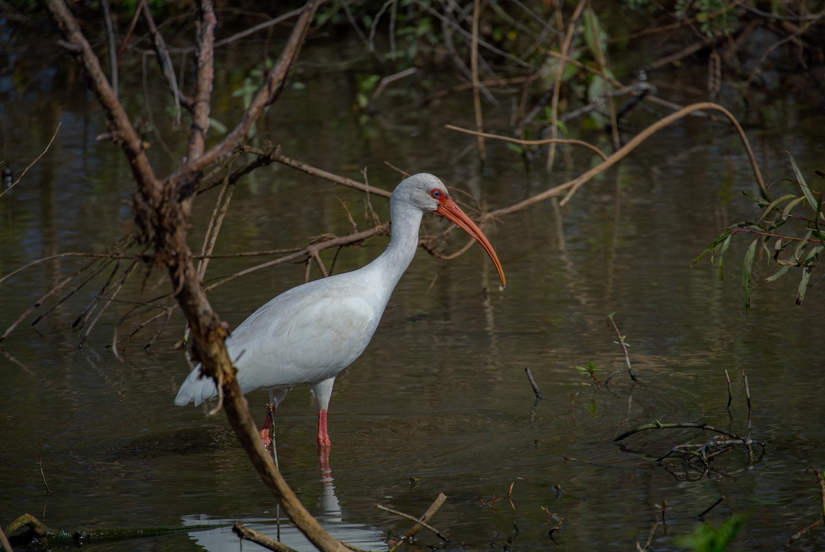 Ak Aynak - ML645648409