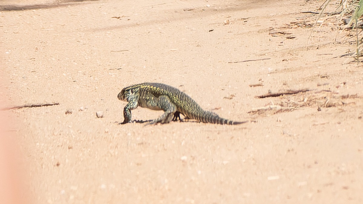 Argentine Black-and-white Tegu - ML645648412