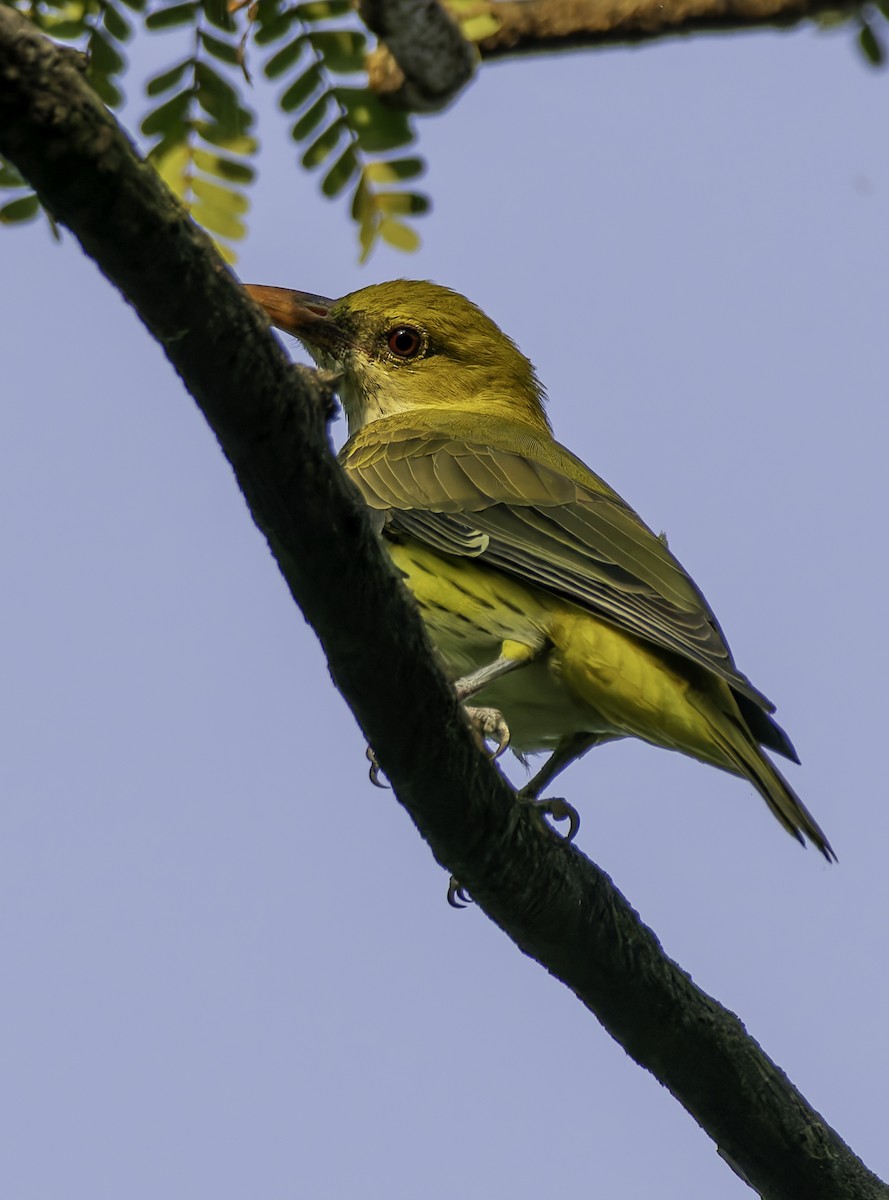 Loriot indien - ML645648422