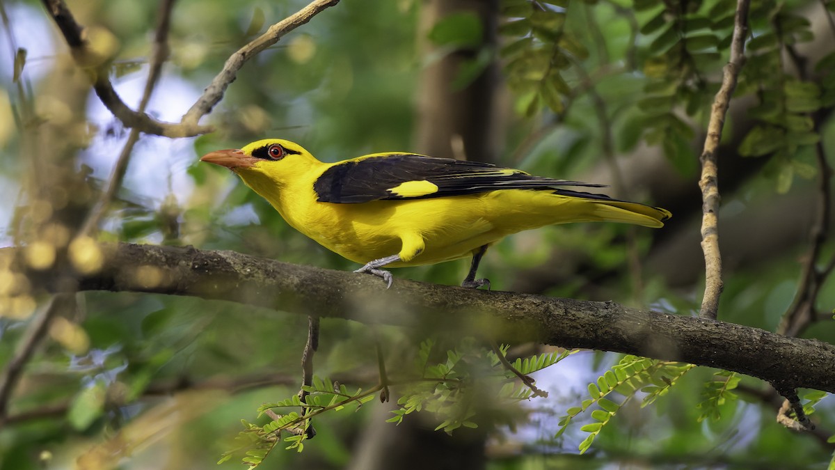 Loriot indien - ML645648423