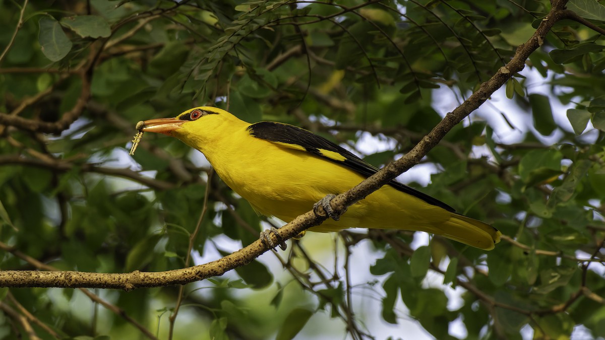 Loriot indien - ML645648424