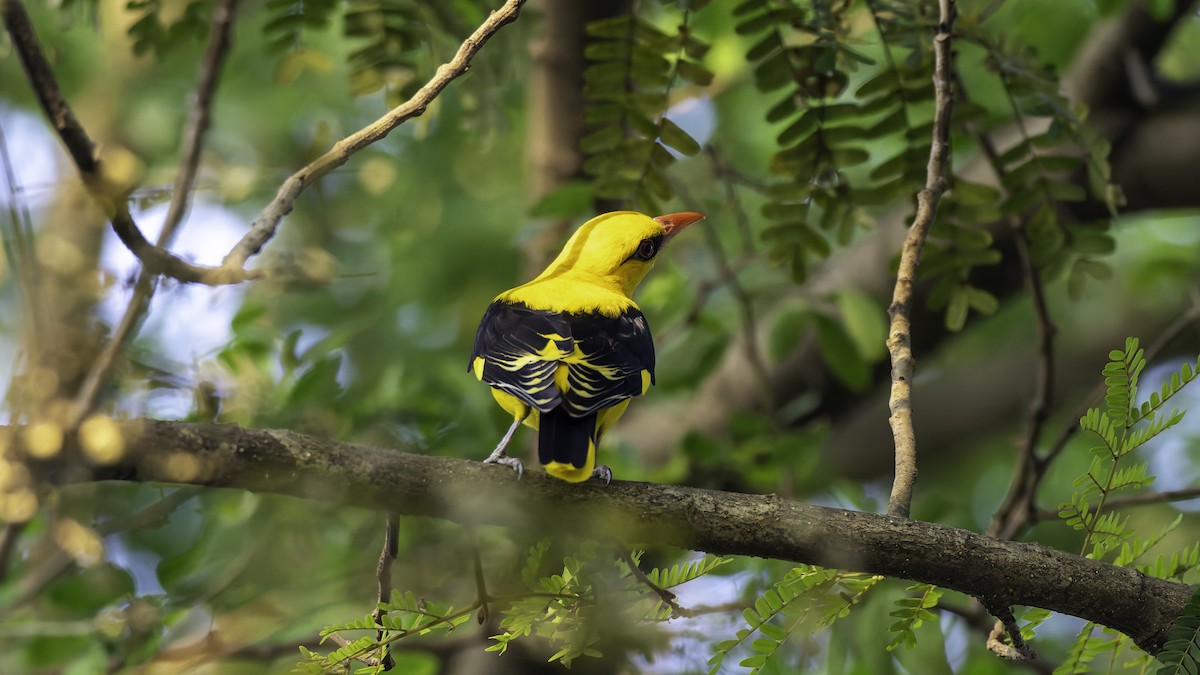 Loriot indien - ML645648425