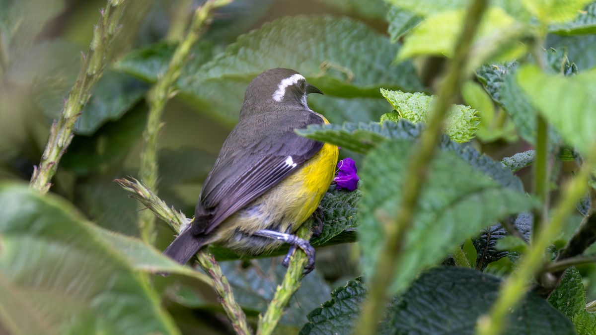 Bananaquit - ML645648459