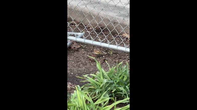 Palm Warbler - ML645648461