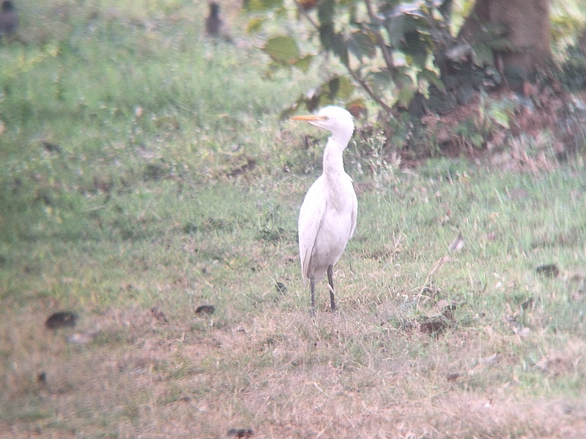 Eastern Cattle-Egret - ML645648462