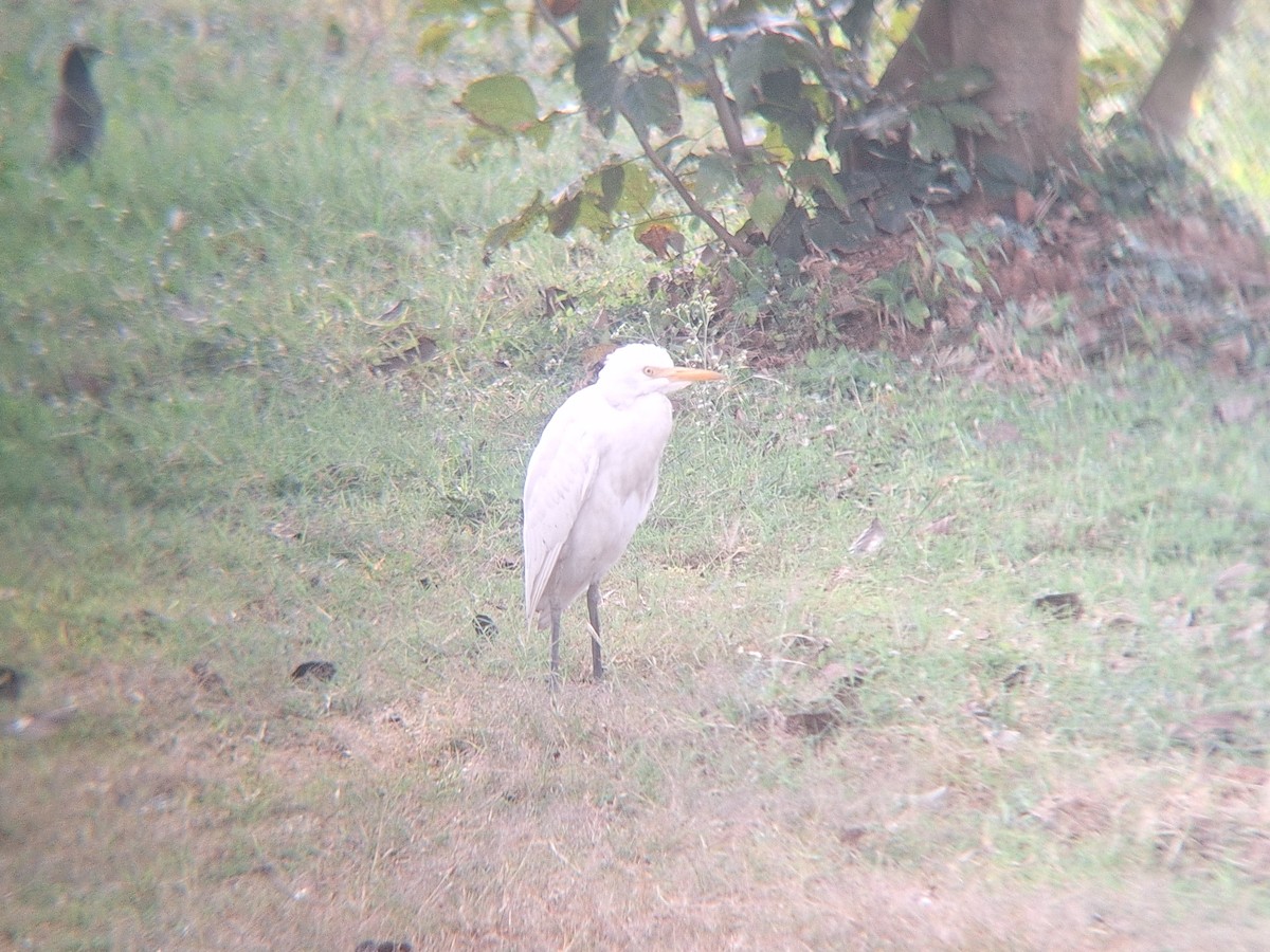 Eastern Cattle-Egret - ML645648463