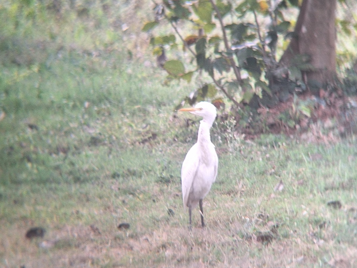 Eastern Cattle-Egret - ML645648464