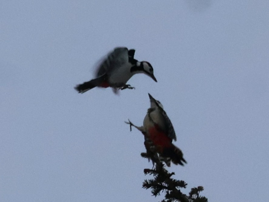 Great Spotted Woodpecker - ML645648465