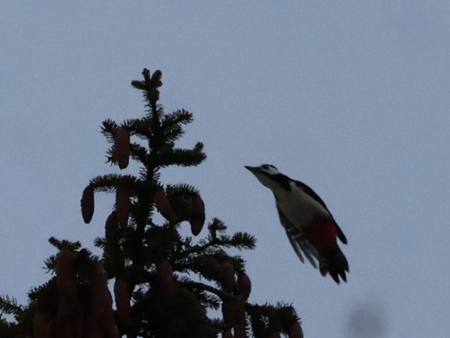 Great Spotted Woodpecker - ML645648466