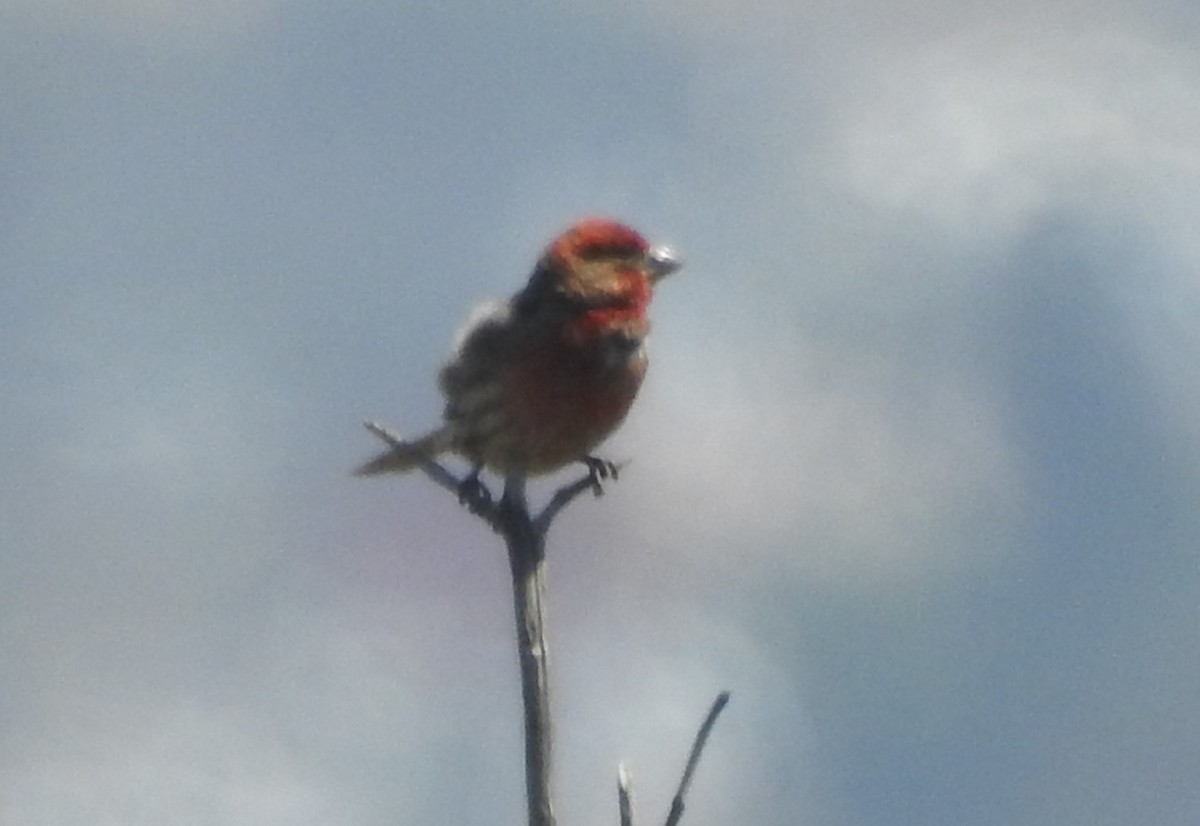 House Finch - ML645648469