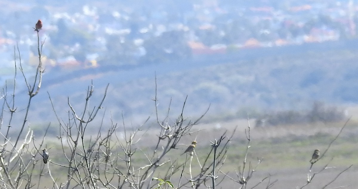 House Finch - ML645648470