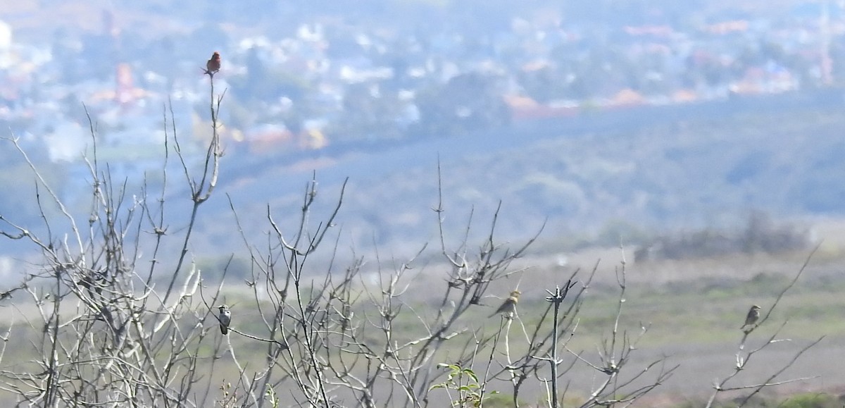 House Finch - ML645648471
