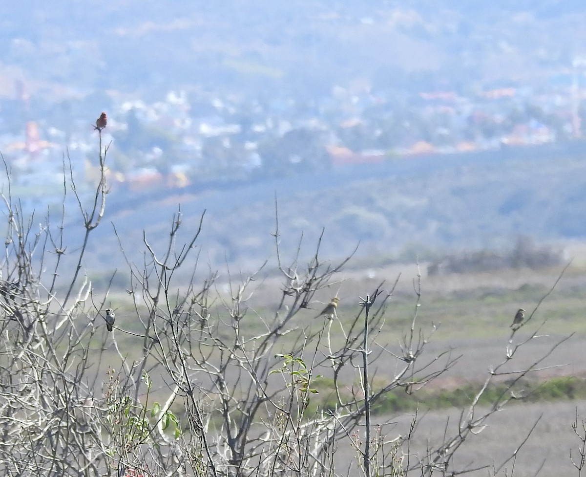 House Finch - ML645648472