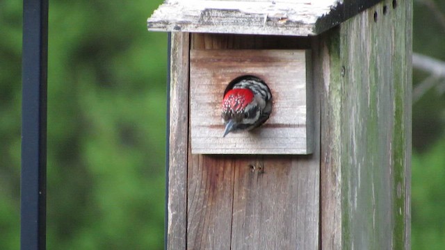 Ladder-backed Woodpecker - ML645648473