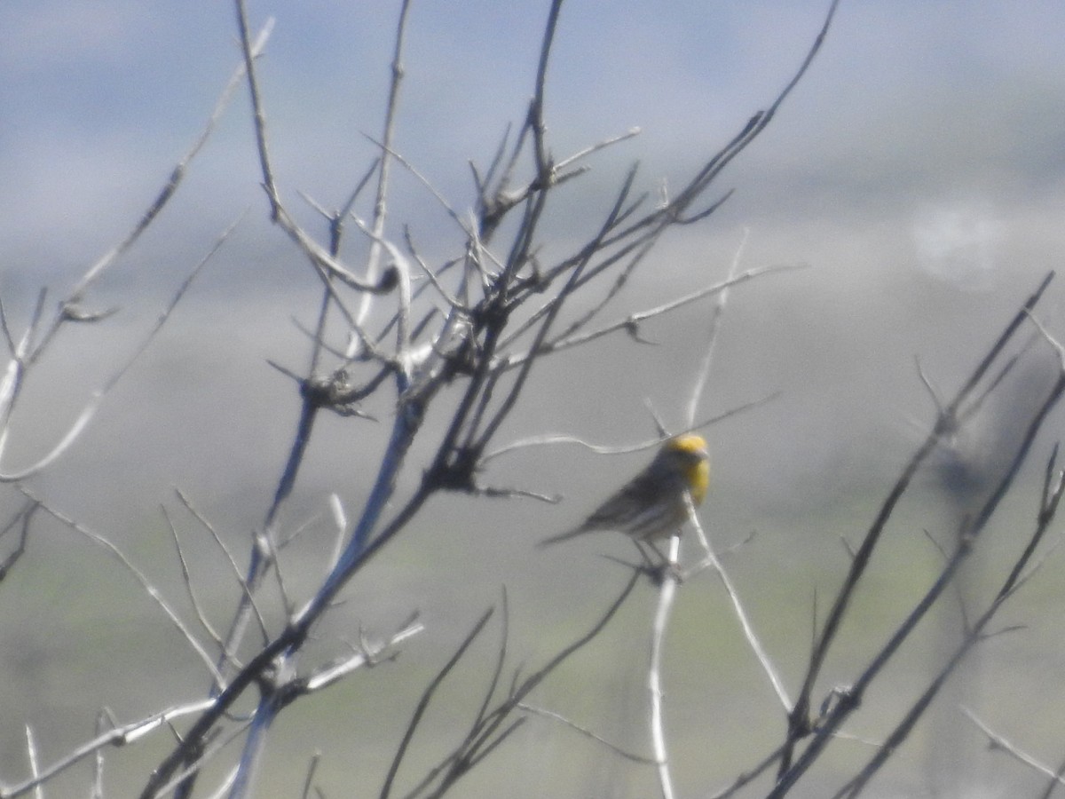 House Finch - ML645648474