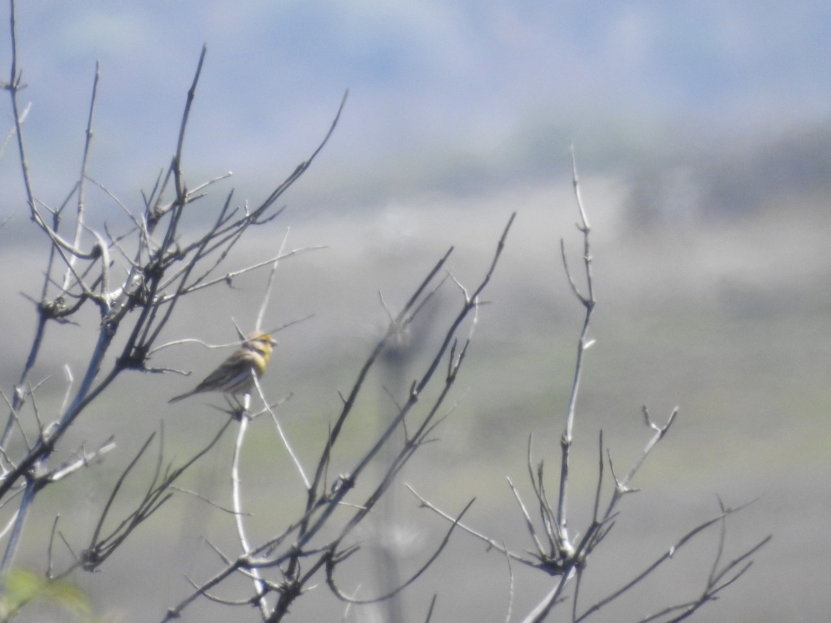 House Finch - ML645648475