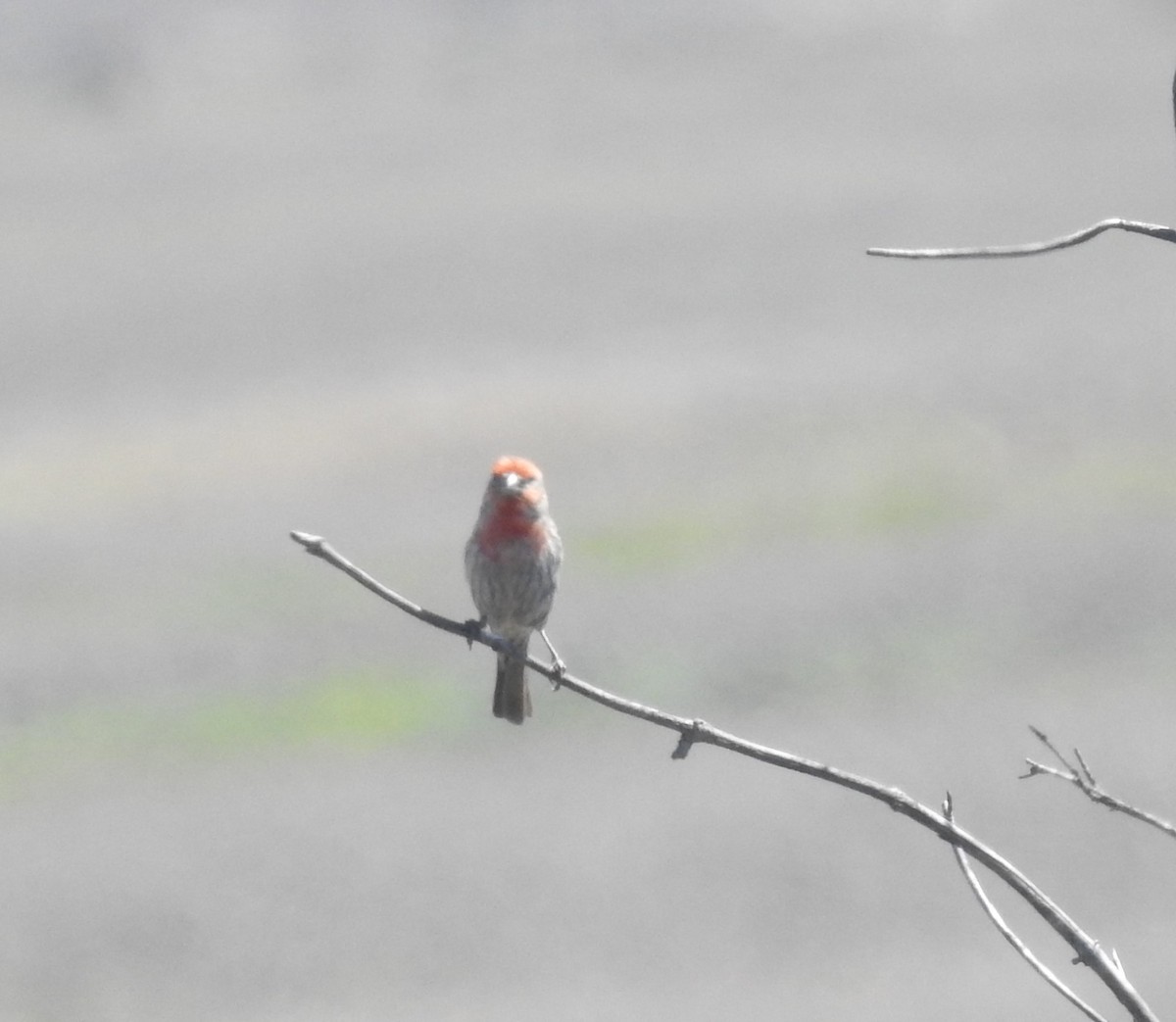 House Finch - ML645648476