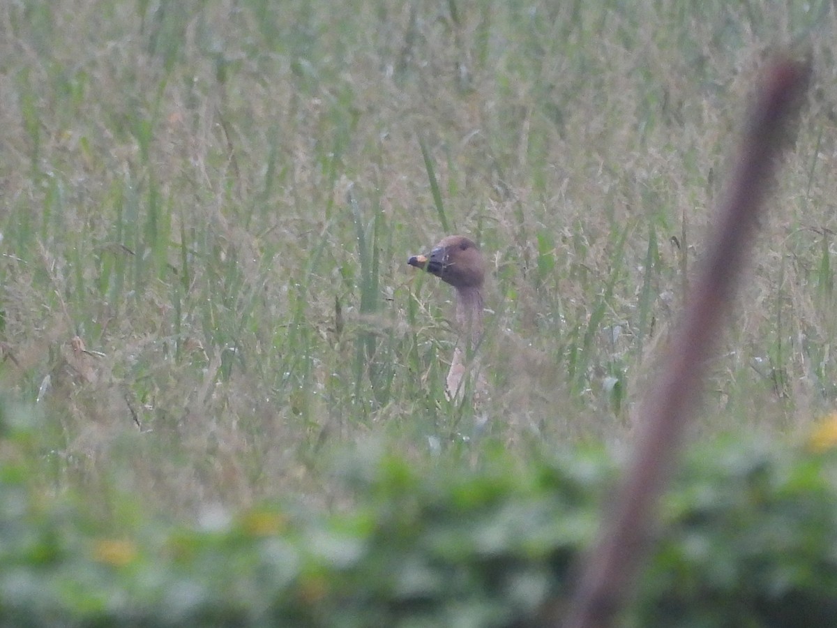 Taiga Bean-Goose - ML645648477