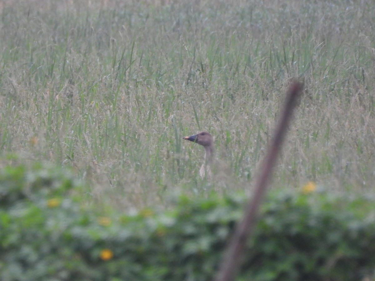 Taiga Bean-Goose - ML645648478