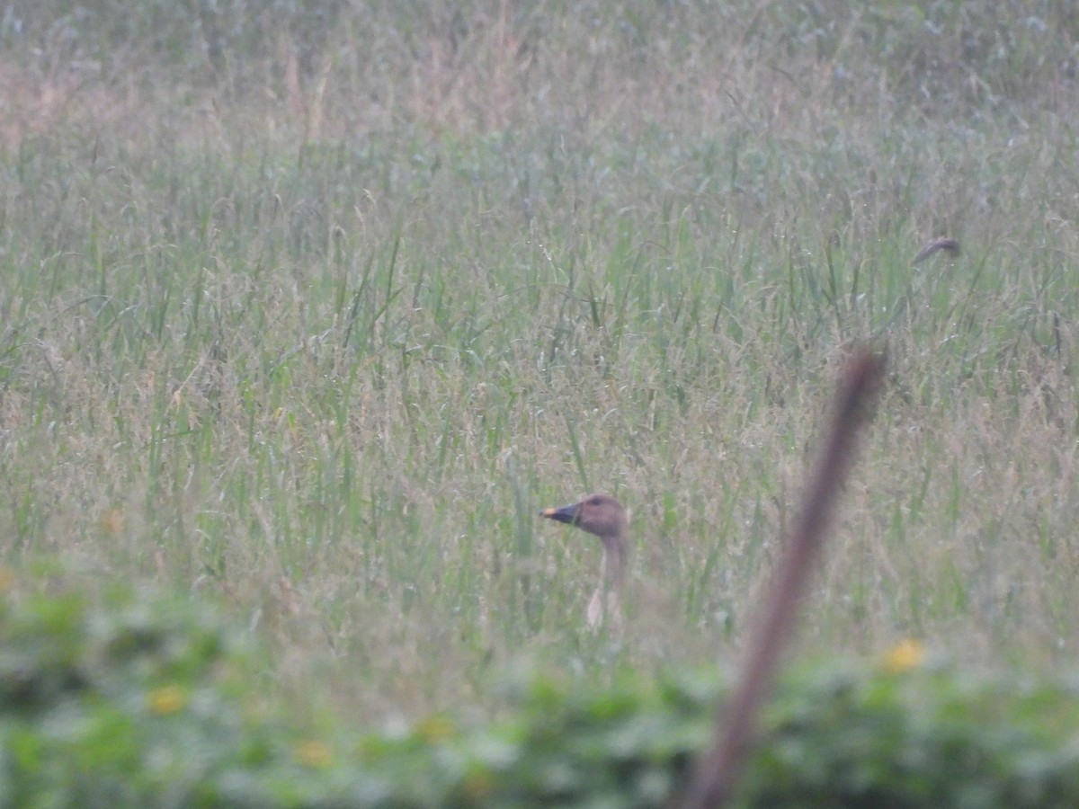 Taiga Bean-Goose - ML645648479