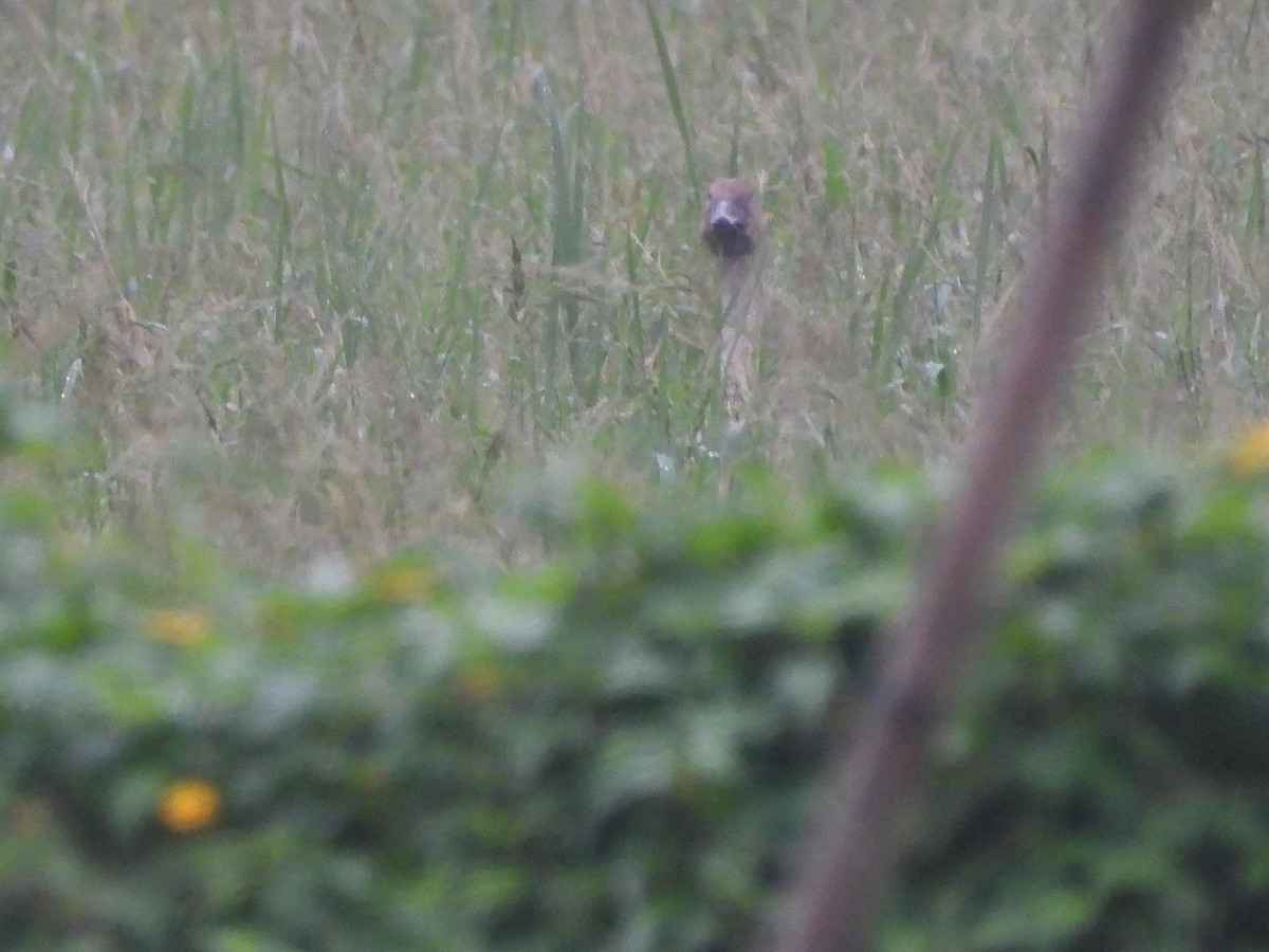 Taiga Bean-Goose - ML645648481