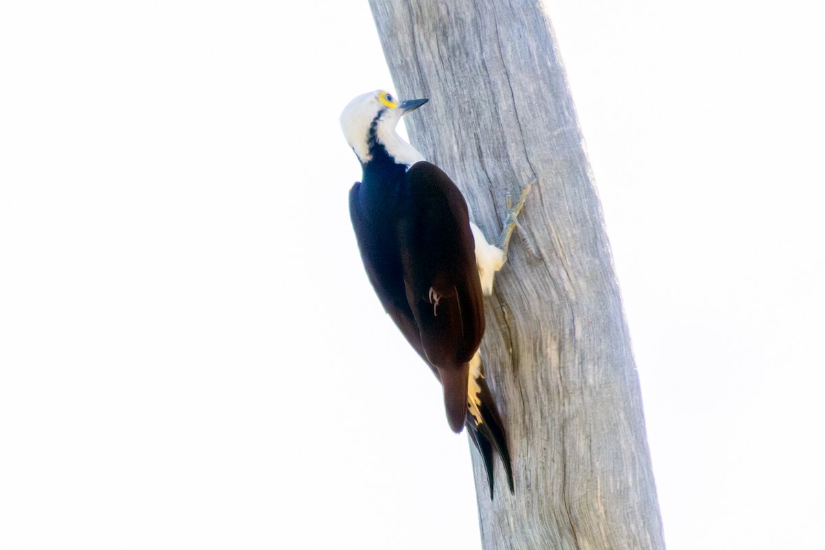 White Woodpecker - ML645648482