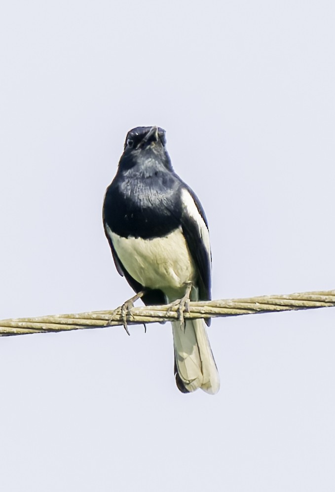 Oriental Magpie-Robin - ML645648483