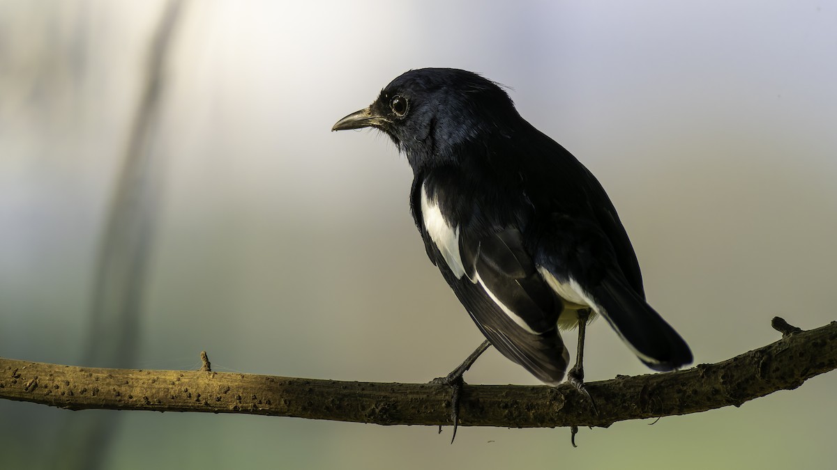 Oriental Magpie-Robin - ML645648484
