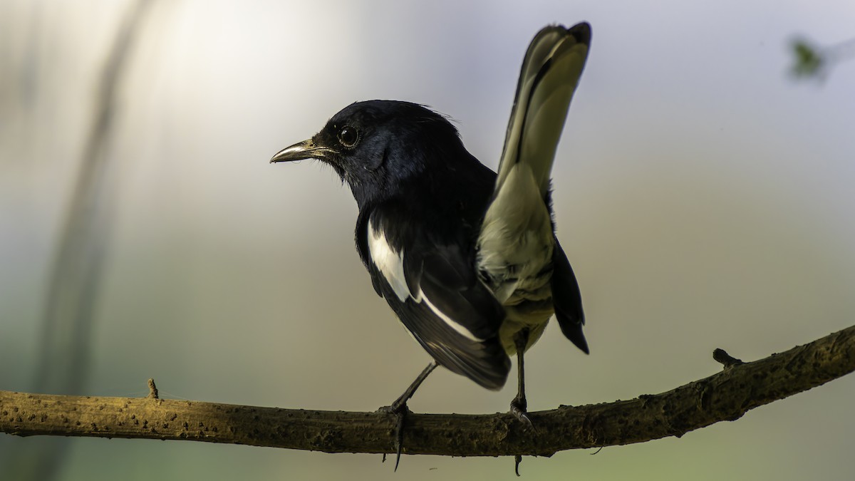 Oriental Magpie-Robin - ML645648485