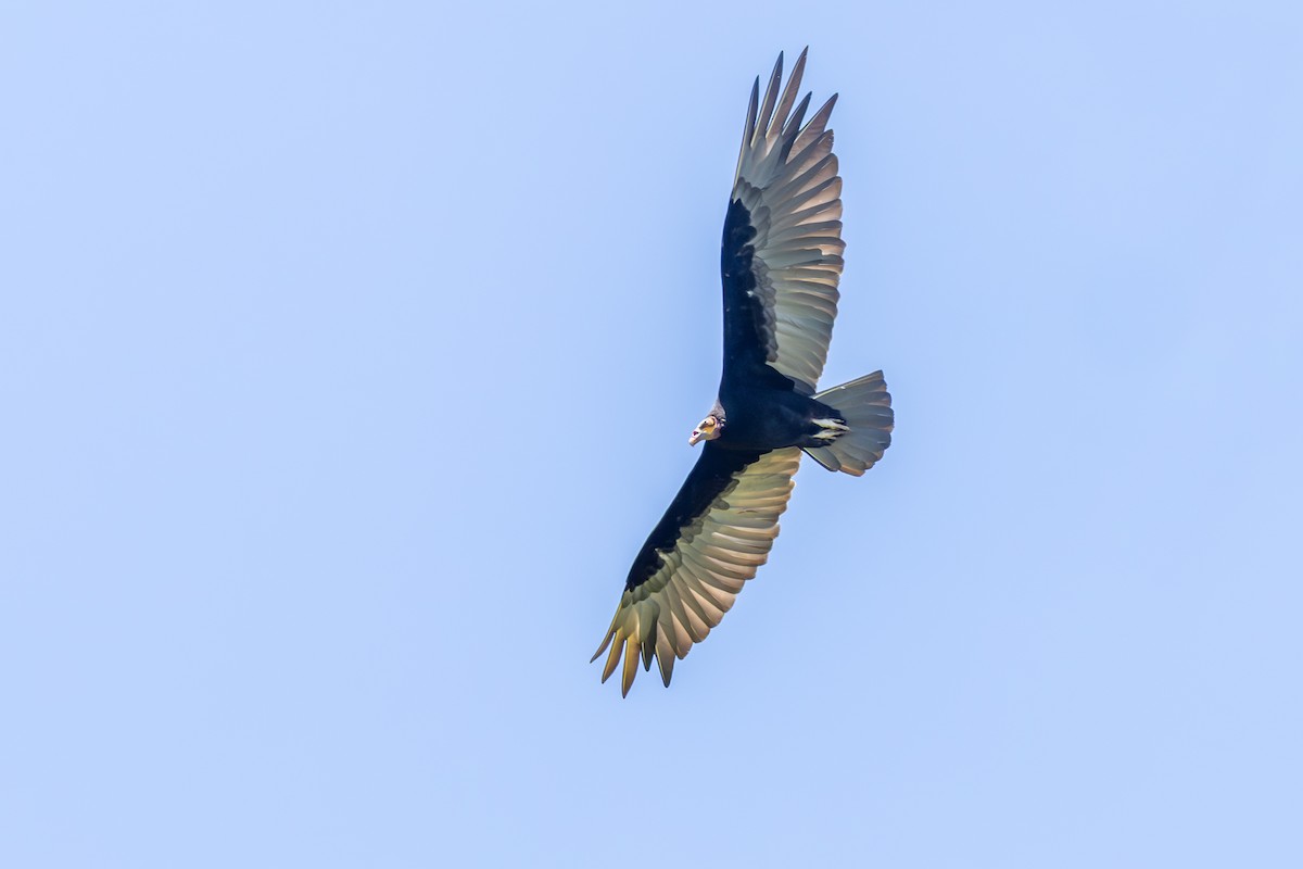 Lesser Yellow-headed Vulture - ML645648486