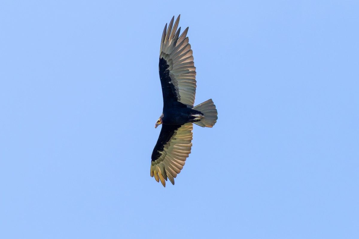 Lesser Yellow-headed Vulture - ML645648487