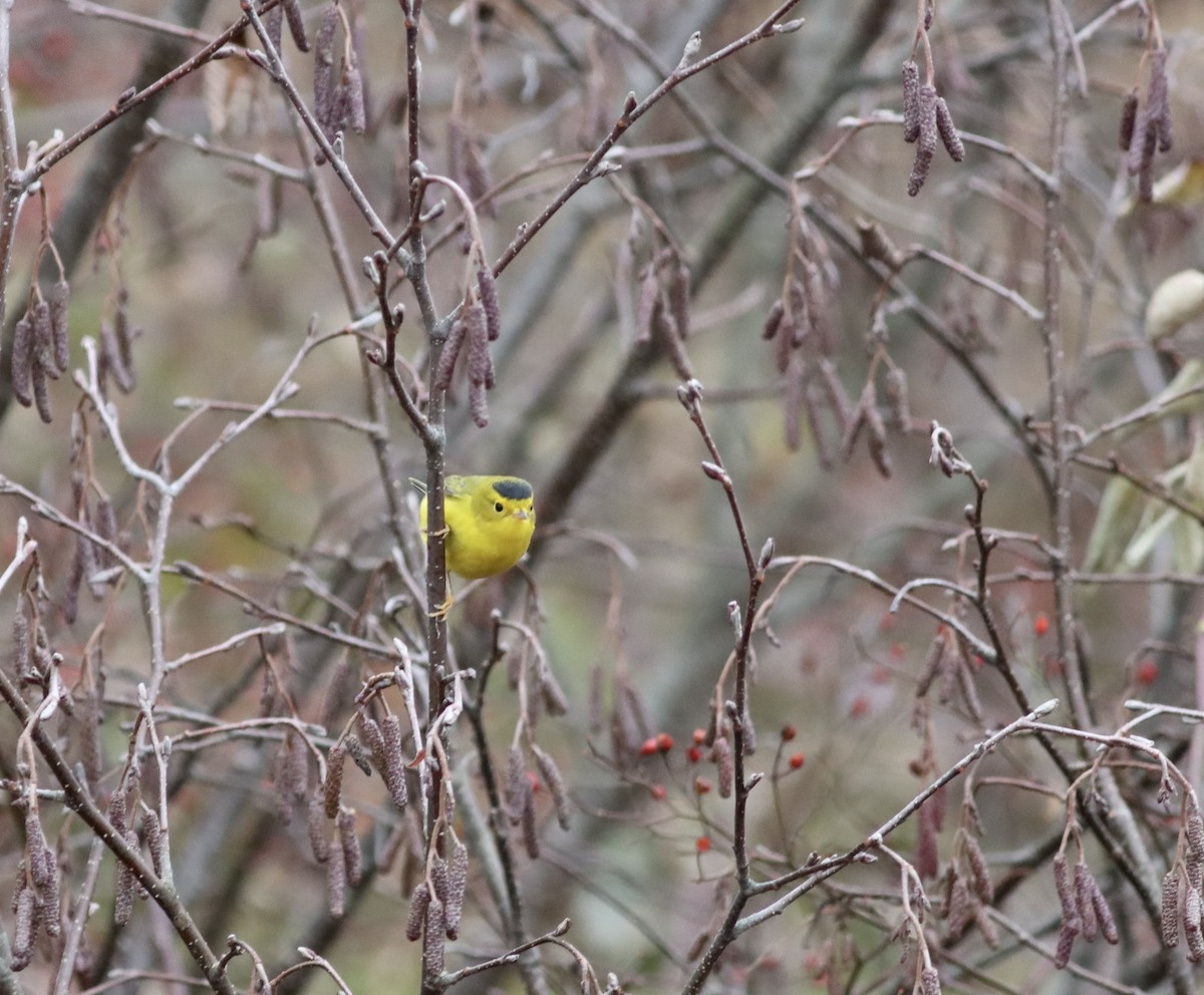 Wilson's Warbler - ML645648488