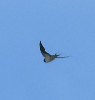 Barn Swallow - ML645648489