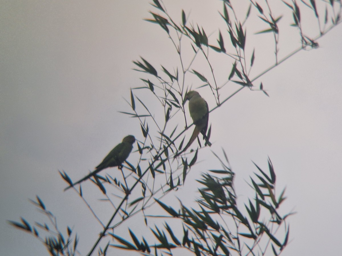 Rose-ringed Parakeet - ML645648490