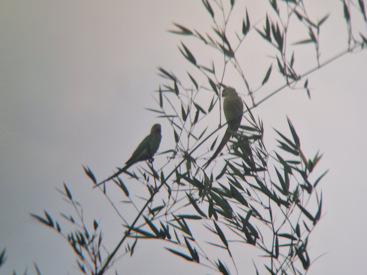 Rose-ringed Parakeet - ML645648491