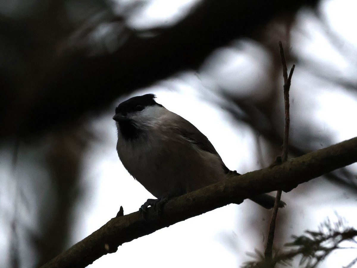 Marsh Tit - ML645648492