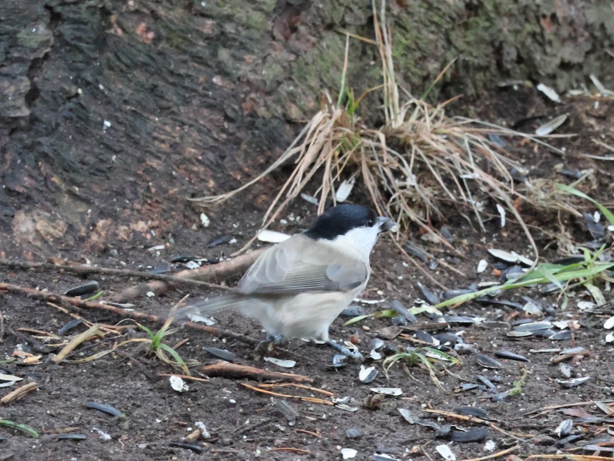 Marsh Tit - ML645648493