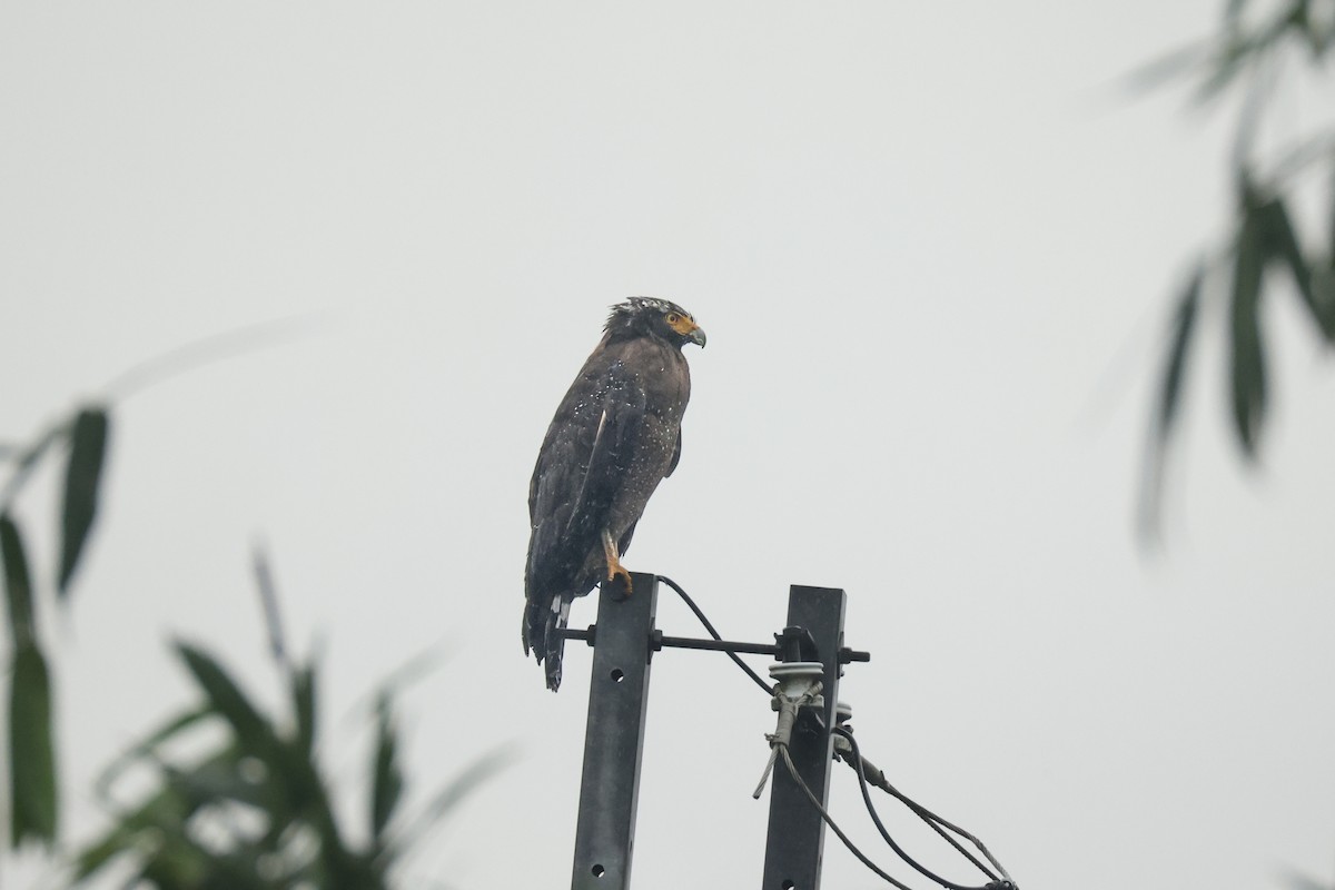 Crested Serpent-Eagle - ML645648499