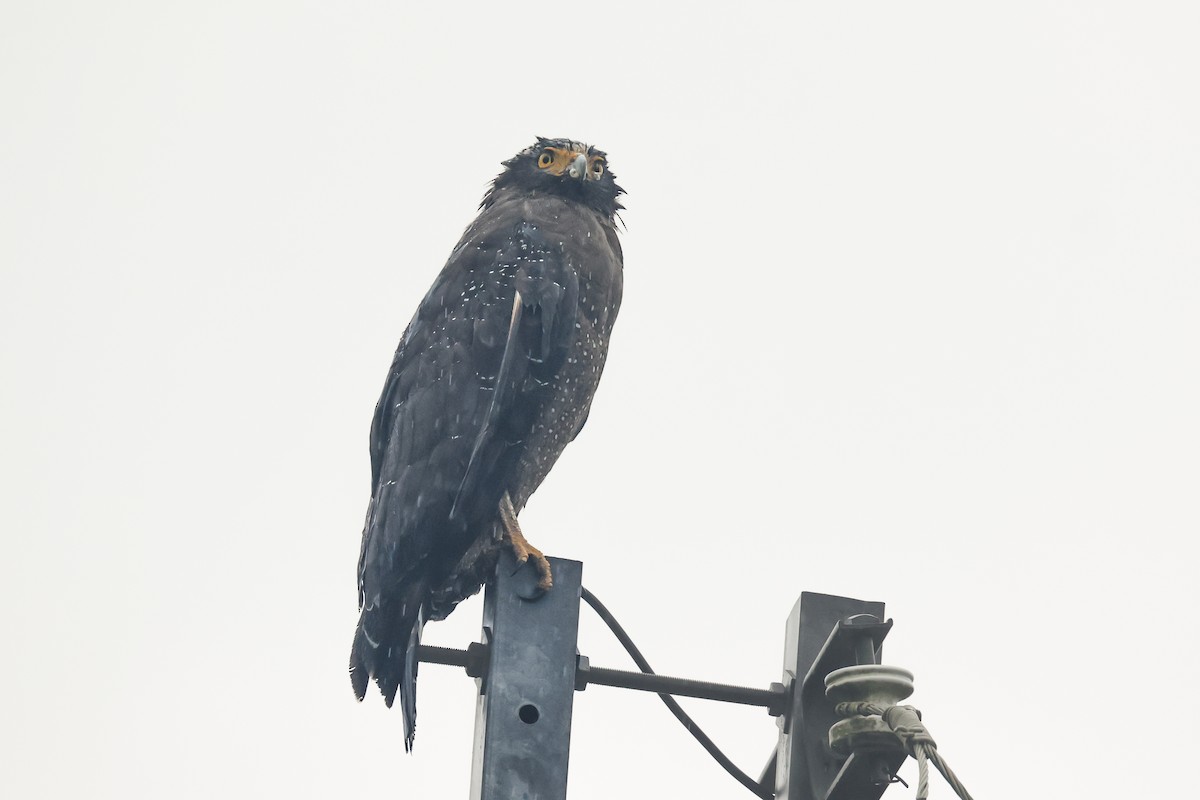 Crested Serpent-Eagle - ML645648500