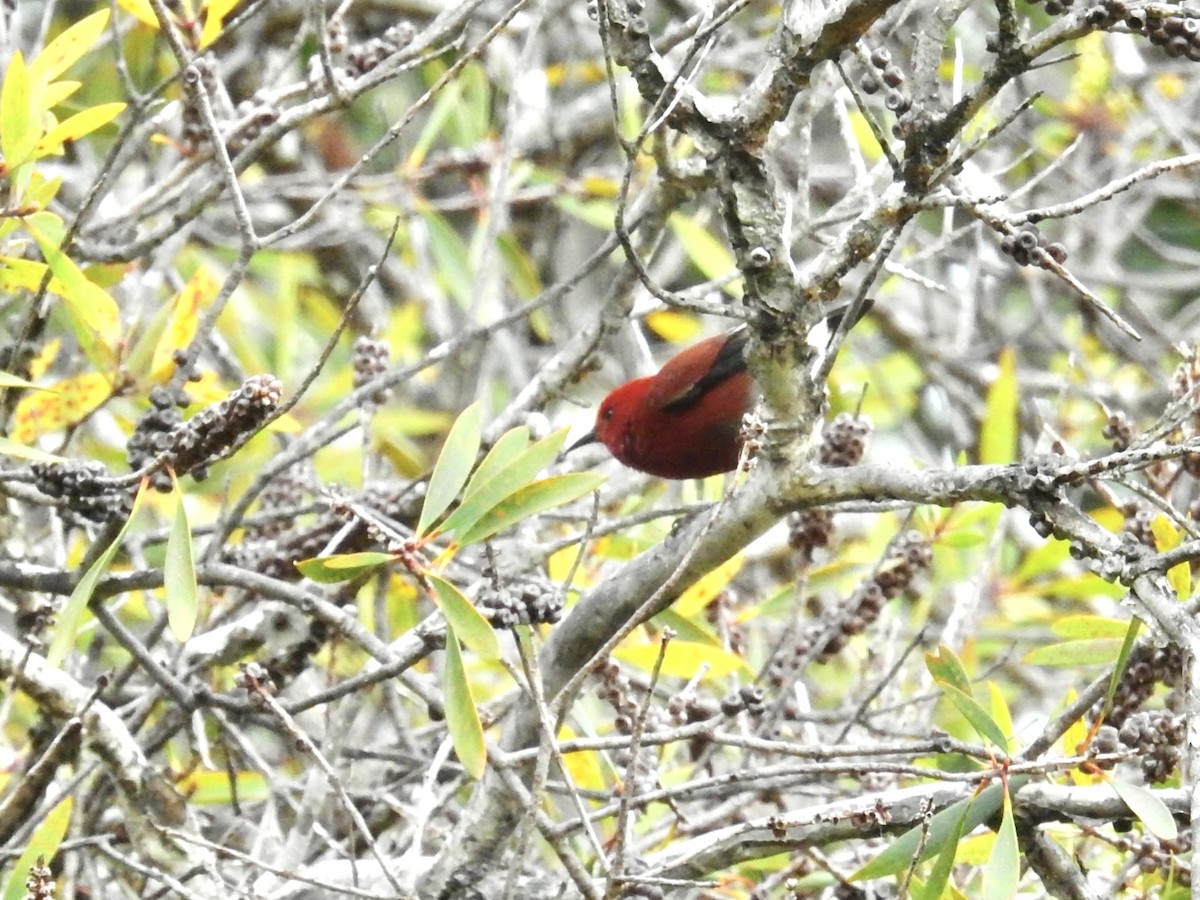 Apapanesi - ML645648508