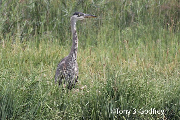 Great Blue Heron - ML64564851