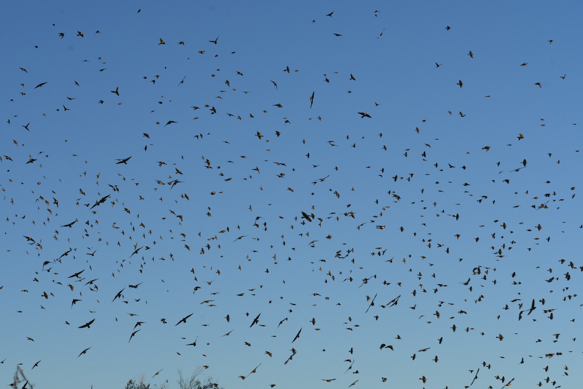 Тордо жовтоголовий - ML645648538