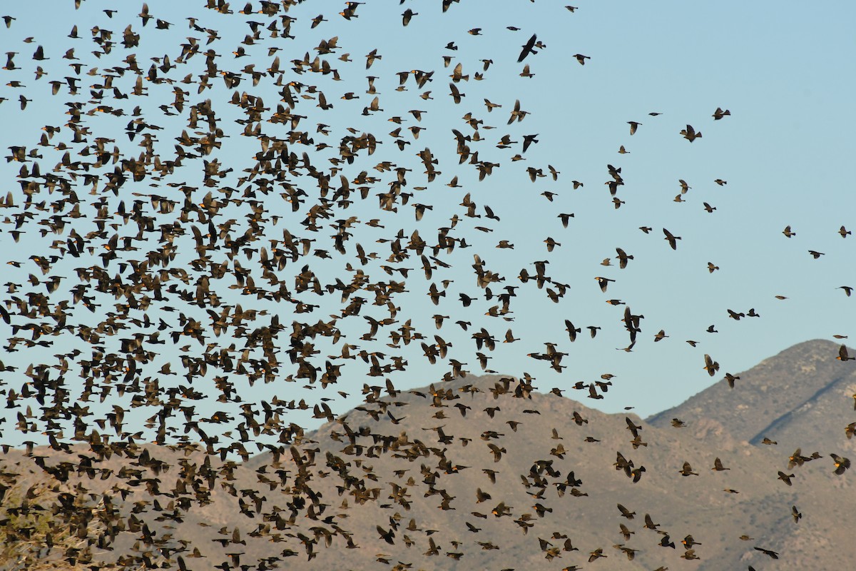 Тордо жовтоголовий - ML645648540