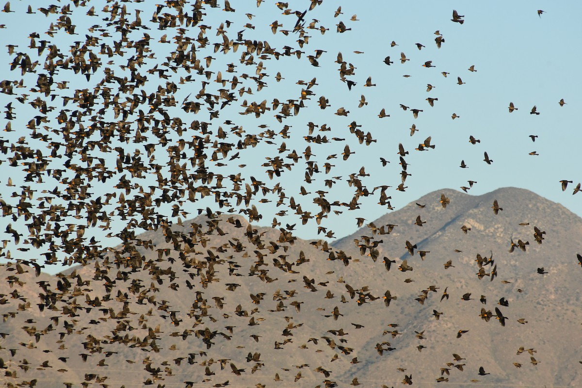 Тордо жовтоголовий - ML645648541