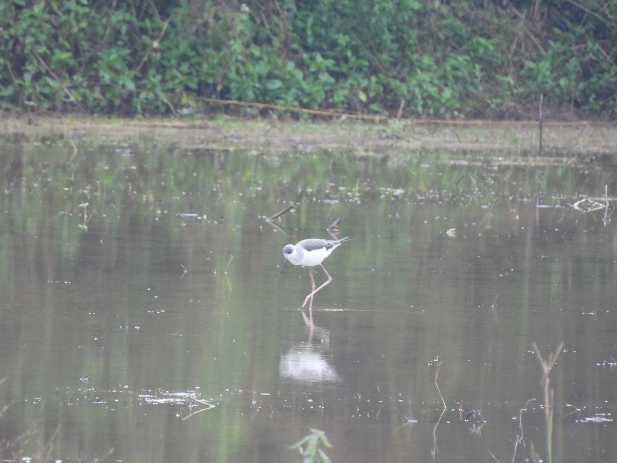 Zankaluze eurasiarra - ML645648544